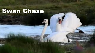 Swan Chase  Large aggressive Mute Swan running on water and swimming to chase others close by [upl. by Graehl]