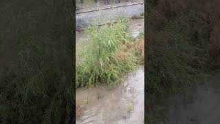 Crecida río Manzanares árboles inundados flood corrientes [upl. by Bekha]