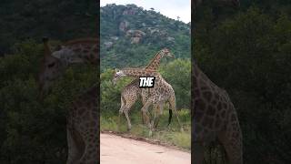 What makes The giraffe So tall 😯 ytshorts facts giraffe giraffa [upl. by Nagy]