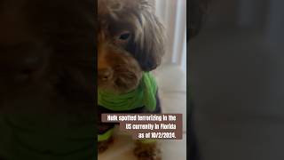 Fendi fendifirst fendi dog dogsofyoutube back carterfendi trend hulk marvel cosplay [upl. by Atiuqin710]