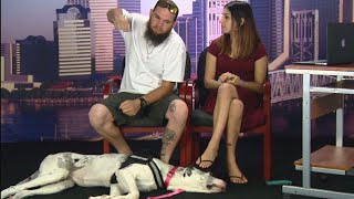 Deaf Couple Claims Passenger Punched Their Service Dog on Plane [upl. by Gnoix496]