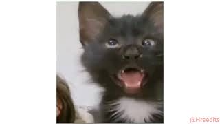 Cross Eyed Cat Meme  Viral Cat Saying Huh Meme 😺New Black Kitten Meme 😂Cat Haan Meme Orginal Video [upl. by Cedell638]