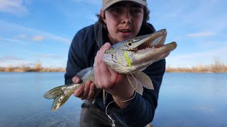 Fishing for Northern Pike at Fort Whyte Alive [upl. by Sorensen]