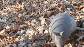 When Armadillos Attack [upl. by Alema]