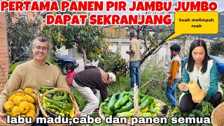 PANEN PIR JAMBU JUMBOLABU MADU DAN SEMUA DI KEBUN SENDIRI DAPAT BERKILO2BAGI2 BUAT TETANGGA [upl. by Gombosi]