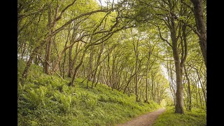 Plant Medicines from Dumfries and Galloways Woodlands [upl. by Oemor582]