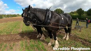 Traditional Horse Ploughing at the Royal Forest Agricultural Association Match 11th September 2024 [upl. by Ahsinor]