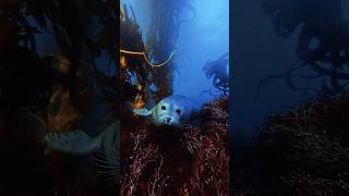 Come Closer Give Me a Kiss Baby Seal Adorable Seal Encounter 🦭  Underwater Magic 4k seal [upl. by Caressa]