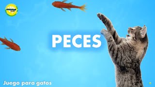 Videos para gatos  Peces [upl. by Eelah]