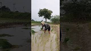 o pilaga venkatesh trending song reels paddyplantation paddycrop paddy agriculture rythubidda [upl. by Nair]