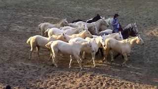 CABALLOS CRIOLLOS ARGENTINOS  quotFIESTAS TRADICIONALISTAS GAUCHESCAS ARGENTINASquot [upl. by Joashus437]