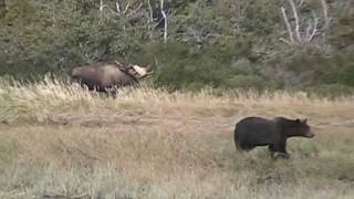 ALASKAS BIGGEST MOOSE MEETS GRIZZLY BEAR katmai alaska bear vs moose trophy [upl. by Frost]