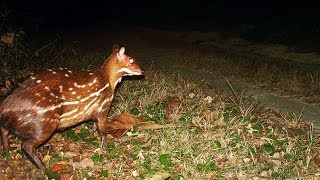 Amazing Antelope  The Water chevrotain dive and swim beneath the water surface [upl. by Aivato]