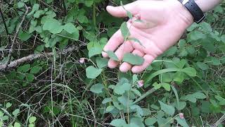 Plant Speed Dating  Snowberry Symphoricarpus albus [upl. by Eppesuig740]