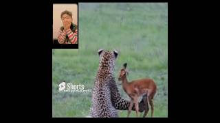 Incredible Footage of Leopard Behaviour During Impala kill  viral ytshorts leapord impala [upl. by Anelis199]