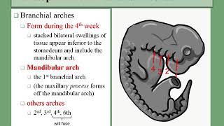 07 branchial arches [upl. by Filomena]