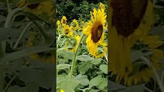 GIRASOLES SANTA ROSALÍA ESTADO PORTUGUESA sunflower venezuela llanosvenezolanos nature [upl. by Ettennor]