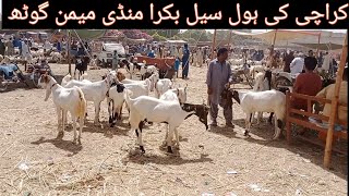 Wholesale Bakra Mandi Memon Goth Malir Gadap Karachi Qurbani 2024 [upl. by Asiat]