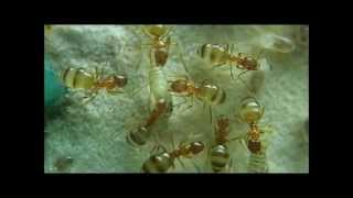 【捕食動画】Ant colony predation【昆虫観察・グロ注意】エサウジ虫の捕食とアリの巣内･動画＜アメイロアリのコロニーの生態＞【女王アリ・働きアリバトル】 Ant farm [upl. by Enialed547]