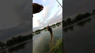 Ich teste eure Tipps gegen Grundeln TAUWURM angeln fishing grundel [upl. by Lose]