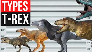 Types Of Tyrannosaurus  Size Comparison [upl. by Rhody]