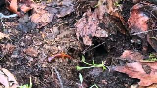 113  Exploring MicroHabitats Life Under Logs Updated see video213 [upl. by Candy]