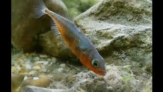 Sticklebacks Breeding [upl. by Junius]