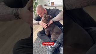 BEST DOG CHIROPRACTOR COMPILATION chiropractic chiropractor dog cat [upl. by Derron]