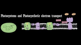 Photosynthesis Lecture 2 Photosystems and Photosynthetic Electron Transfer [upl. by Arahat429]