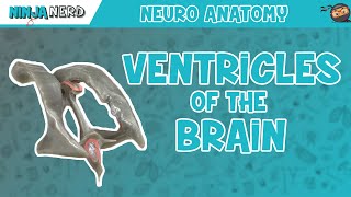 Ventricles of the Brain  Anatomy Model [upl. by Sedgewick612]