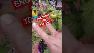 Cuando Haces Esto Los Tomates Crecen El Doble [upl. by Gar]