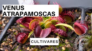 Cultivares de Venus atrapamoscas  Carnivorous Land [upl. by Ainitsirc393]