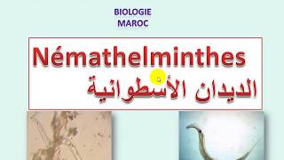 Némathelminthes sv3 شعبة الديدان الأسطوانية [upl. by Lait302]