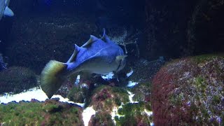 Dorsch live unterwasser mit Seelachs und Platte und großer Strandkrabbe [upl. by Ardnad]