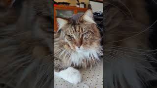 Clausurar Baikal507Vivo Maine Coon mainecoon cat gato shorts [upl. by Nasho]