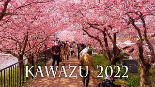 【Cherry blossoms】 KAWAZU 2022 4K 河津桜 [upl. by Nyliuqcaj]