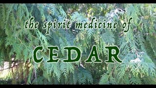 The Spirit Medicine of Cedar [upl. by Huesman]