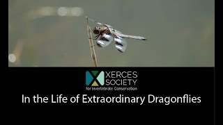 In the Life of Extraordinary Dragonflies [upl. by Aihceyt372]