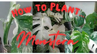 VARIEGATED MONSTERA  How to grow variegated monstera  Monstera Plantation [upl. by Devonna271]