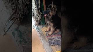 Dog food guidelines✨❤️dog food shorts trending germanshepperd tamil puppy [upl. by Ihteerp]