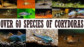 The Ultimate Corydoras Collection 60 Stunning Species [upl. by Gunas]