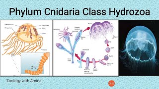 Phylum Cnidaria Class Hydrozoa  Obelia colony Gonionemus Hydra and order Siphonophora [upl. by Fineman333]