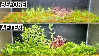 The Dry Start Method Aquarium  Incredibly Easy Results Extra Tip [upl. by Jeanelle700]