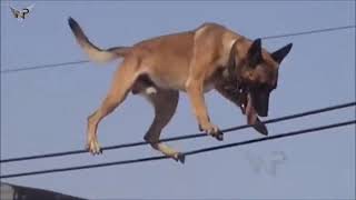 Belgian Malinois Amazing Athlete Amazing tricks Belgian Malinois\прыжки малинуа трюки малинуа [upl. by Tirrell]