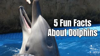 Fun Facts About Dolphins For Kids [upl. by Nafets]