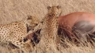 Cheetah The Hunt [upl. by Granniah]