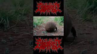 Decomposition of Entrails  HookRipped Flesh 🦍 shorts [upl. by Gautious]