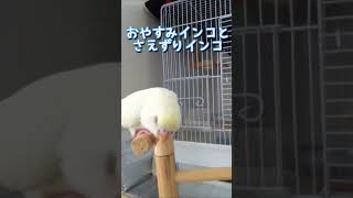 爆睡インコ 心地よいさえずりとおやすみインコ セキセイインコ shorts Budgie [upl. by Janela]