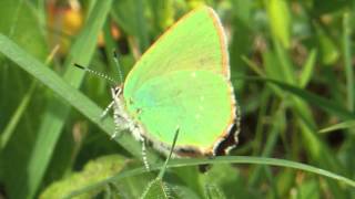 Green Hairstreak butterfly Totternhoe Knolls Bedfordshire 26th May 2013 [upl. by Irrol]