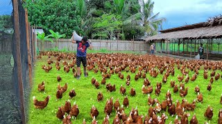 Freerange Chicken Farming  Episode 59│Harvesting hundreds of eggs amp Feeding 800 native chickens [upl. by Buckden]